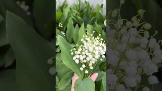 Lily of the valley season! #cottagecore #embroidery #art #handmade #garden