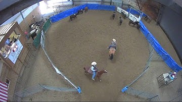 Big Sky Ranch Sorting Saddle Series #5 - #3 - Round #1 - Ride #15
