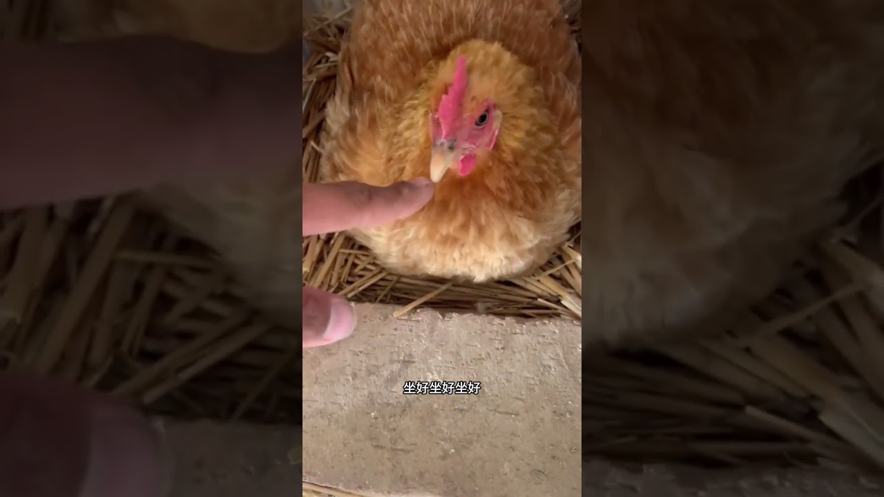 天气热，每天捡鸡蛋的次数得增加#我的生活日记 #农村生活