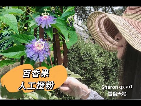 戶外過冬百香果（三）如何坐果、授粉 Passion fruit artificial pollination