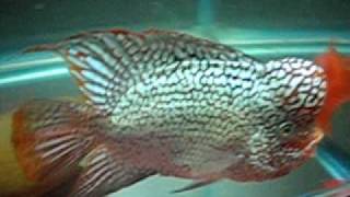 MVI_4395.AVI