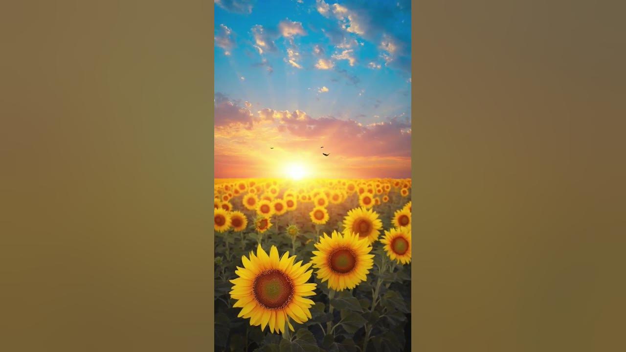 good morning alarm ringtone @mkumarringtone4946