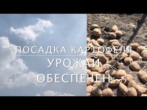 Посадка картофеля -