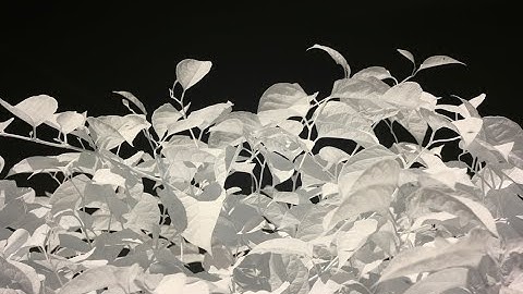* Introduction To Infrared Photography And DIY Conversions. Download Free Ebook, link in description
