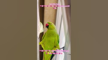 تلاوه عطره من الذكر الكريم #birds #cutebird #cuteparrot #foryou #اكسبلور