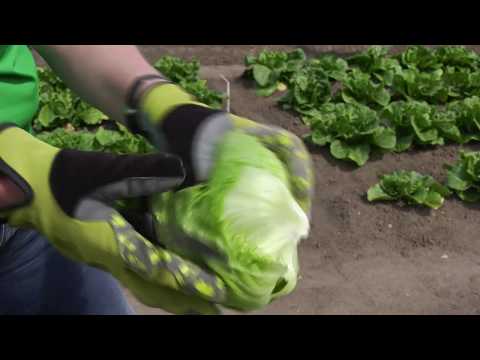 Video: Savojos Kopūstai: Veislės Ir žemės ūkio Technologija
