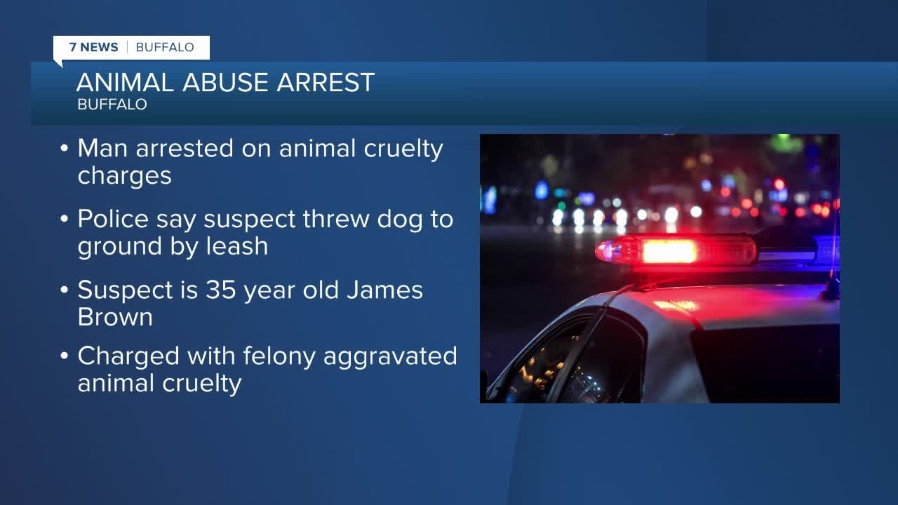 Buffalo police make arrest in animal cruelty case - YouTube