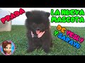 MI NUEVA MASCOTA "PRADA" APARECE EN LA PUERTA DE MI CASA | POMERANIA BEBÉ | YESLY