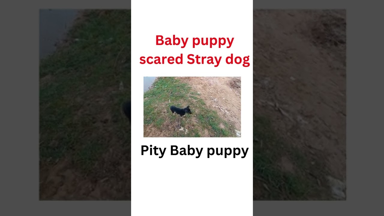 Pity baby puppy scared by Stray dogs hunting .