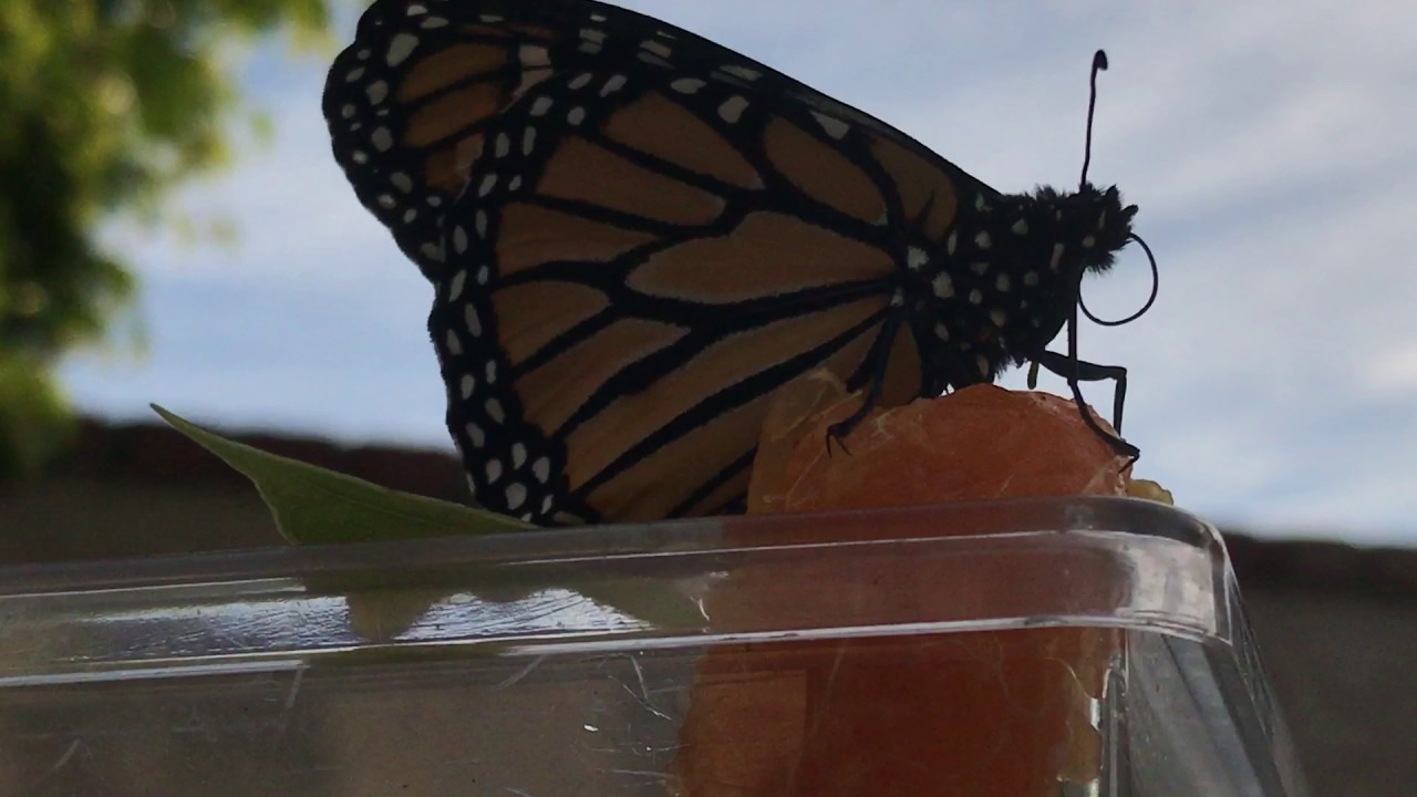 Monarch Butterfly Eating An Orange Close Up