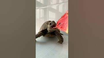 Top Learning Toolsfor🔥 TechEnthusiasts #shorts #shortsfeed #viralshorts🔥🙏