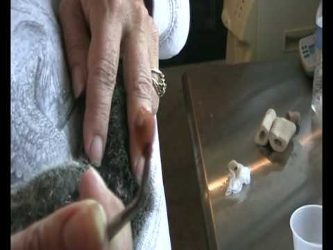 Warble Removal From A Baby Squirrel