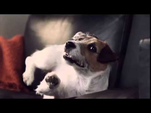 Who Like The Dog Sound Mp Song Free Download Who Like The Dog Sound Mp Song Free Download