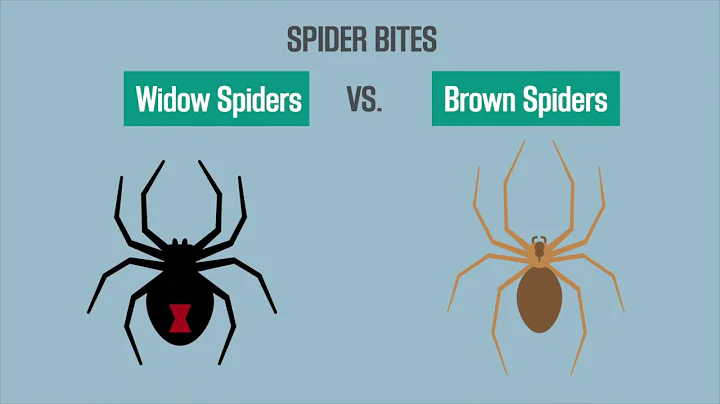 What does a black widow bite look like? (2023)