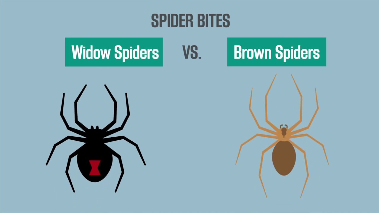 Spider Bites Black Widow Vs Brown Recluse YouTube Spider Bites Black Widow Vs Brown Recluse YouTube