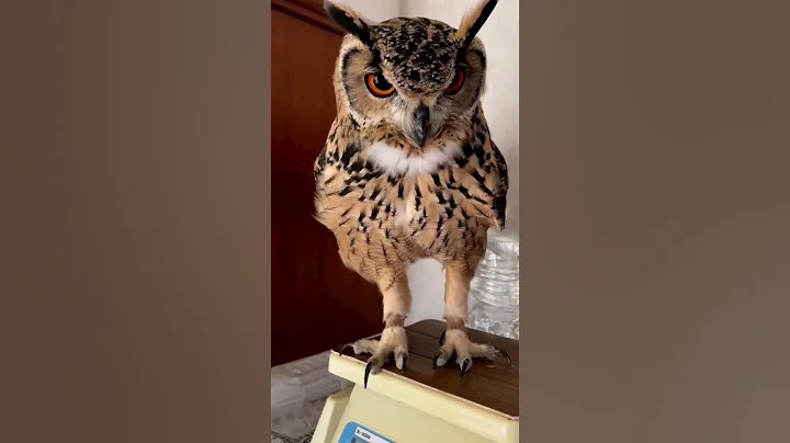 #owlvideo #♥️🦉#shortvideo #youtubeshorts #like #subscribe - DayDayNews