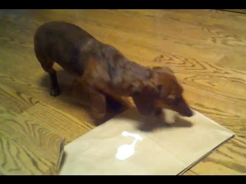 protein free dog food