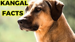 kangal Dog - Top 10 Facts You Must Know by Jungle Junction 166 views 1 month ago 9 minutes, 11 seconds