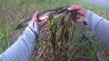 Lure Cá Lóc Trên Ruộng Lúa , Đụng Phải Hàng Khủng Long giật Bao phê