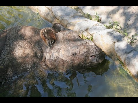 Earthtopia Animal Spotlight: The Javan Rhino