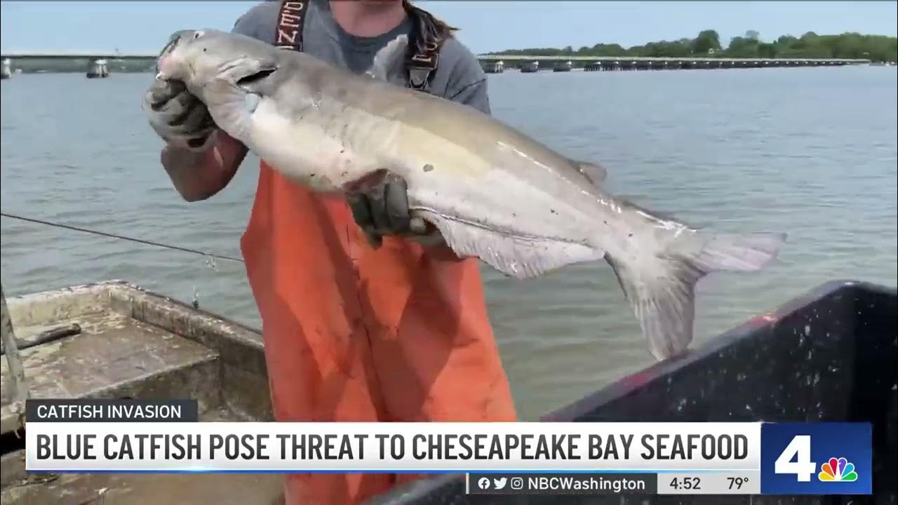 Blue catfish threaten Chesapeake Bay seafood NBC4 Washington YouTube