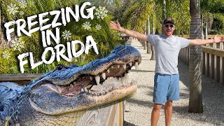 Crocodiles Freezing In Florida! | Primitive Predators