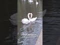 倫敦街頭的意外浪漫:兩隻天鵝拼出的完美愛心 ❤️Unexpected Romance in London: A Perfect Heart Formed by Two Swans