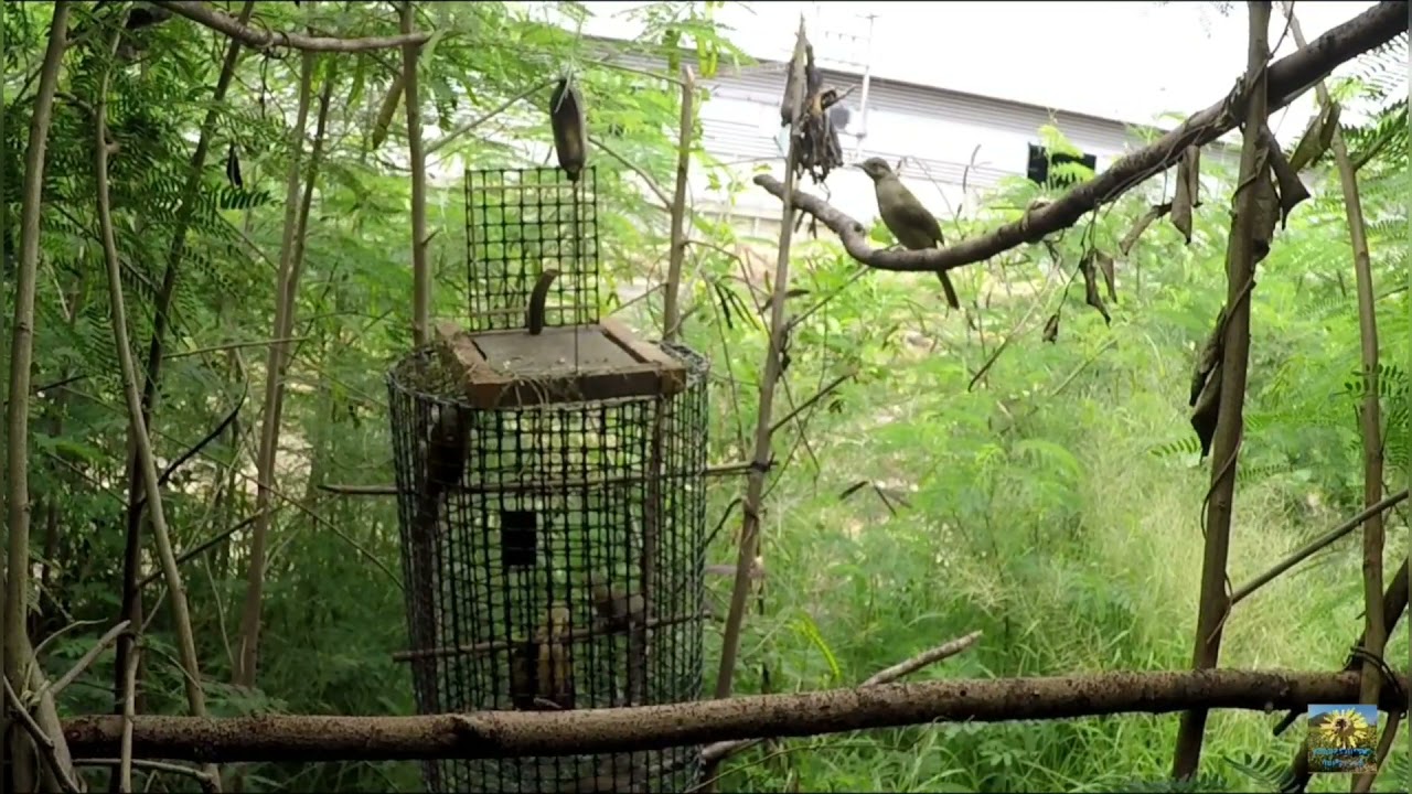 ดักไซดักนก Ep1