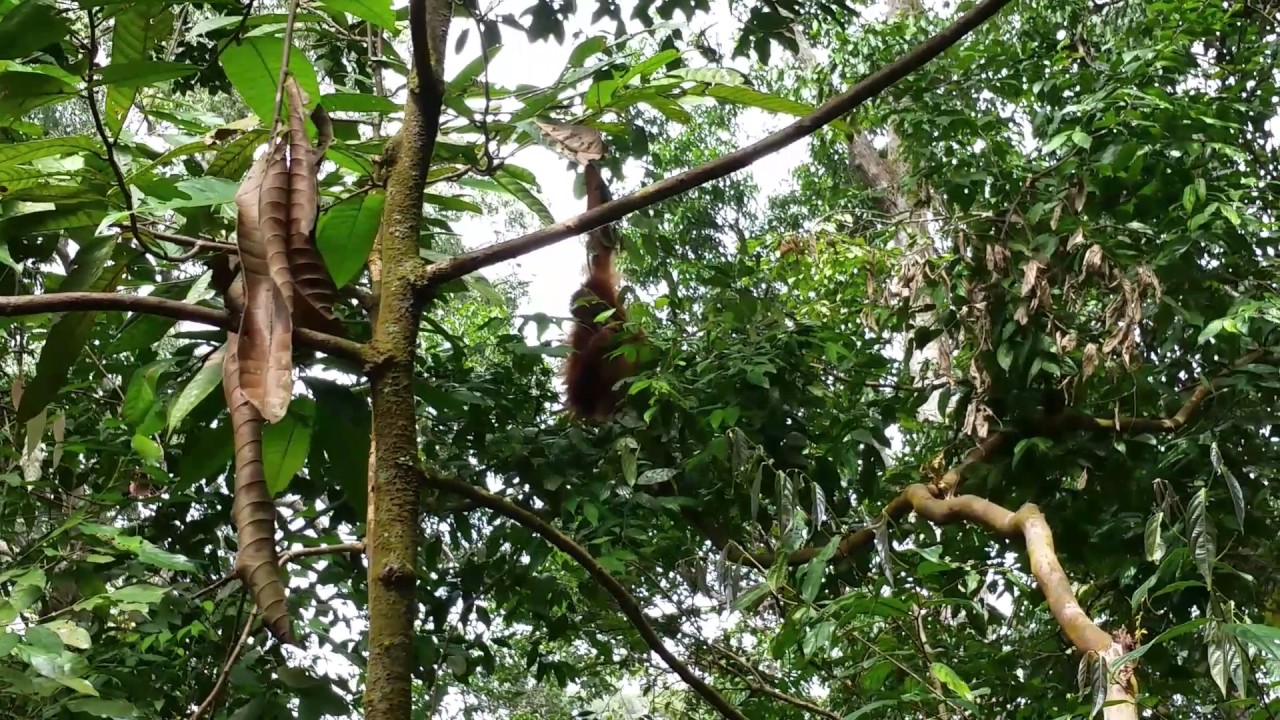 camera iphone 8 plus apk Wild Baby Orangutan Swinging in the Jungle, Gunung Leuser National Park, Bukit Lawang, Indonesia