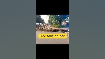 failed, tree fell on car#shortvideo #treecutting #chainsaw