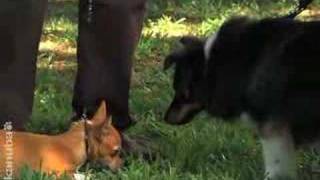 Puppy Training Video - Socializing (Episode 8)