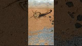Six Eyed Sand Spider vs Black Desert Scorpion short