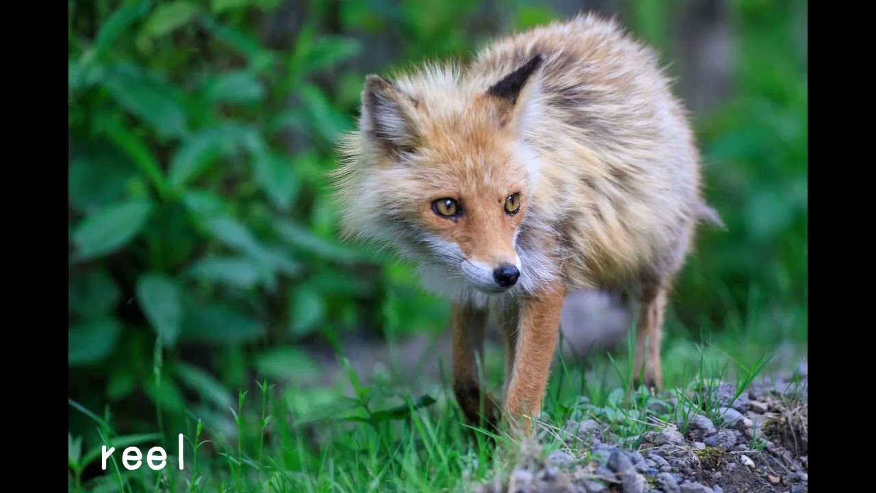 29 Foxhunter's reel,The