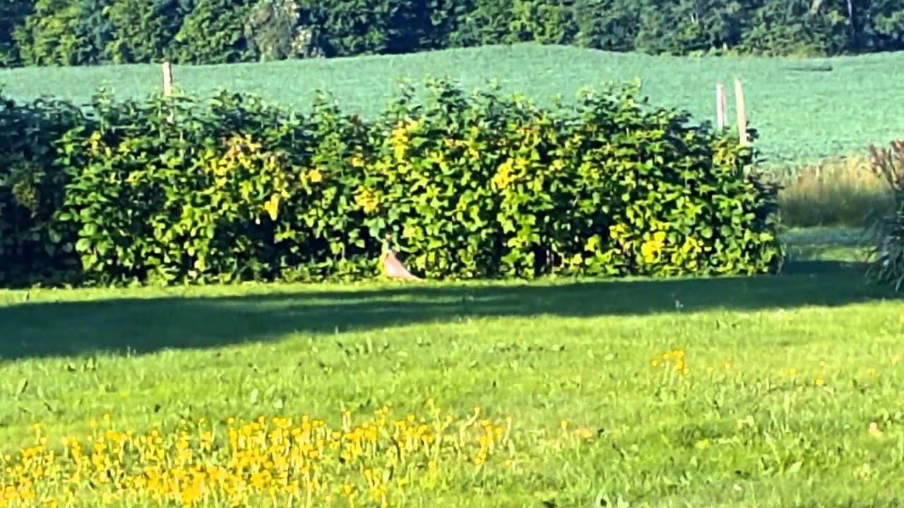 Common pheasant jumping for raspberries in our garden 