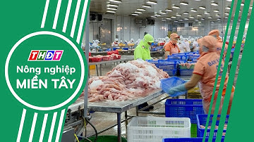 Top 5 doanh nghiệp xuất khẩu nhiều cá tra nhất sang Trung Quốc | Nông nghiệp Miền Tây