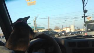 Cute dog goes crazy over windshield wipers