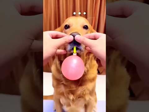 احدث طريقه لنفخ البالون