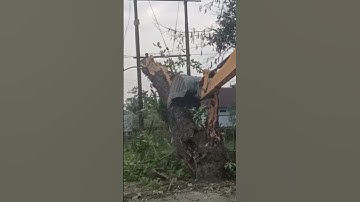 JCB Power | JCB Vs TREE