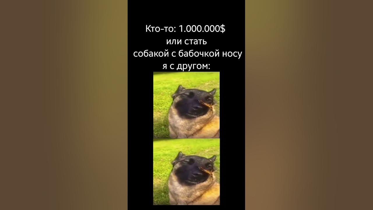 СОБАКА С БАБОЧКОЙ НА НОСУ