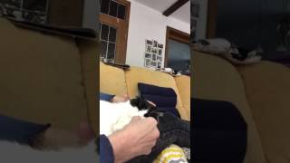 Globuli Einer Katze Geben 2. April 2017