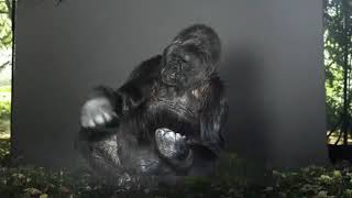 Koko the gorilla - Message for Humans