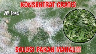 Free Chicken Feed | Indigofera Zollingeriana