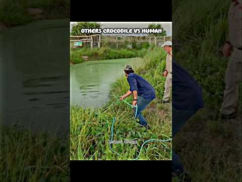 Others Crocodile Vs Human Trollfaceedit Troll Trollface Edit