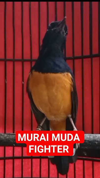 PANCING EMOSI MURAI BATU