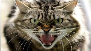 Cat Sound | Cat voice | Cats meowing to attract Kittens by Animal Voice 1,132 views 2 weeks ago 3 minutes, 19 seconds