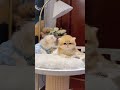 愛くるしい子猫に心が奪われる。 #猫 #子猫 #可愛い