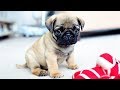 PERRITOS TIERNOS BEBES 🔵 VIDEOS DE RISA DE PERRITOS LINDOS Y CHISTOSOS