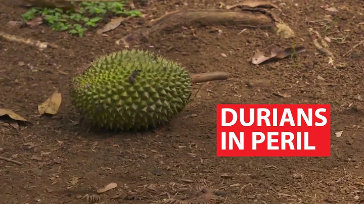 Durians in Peril | The New Silk Road | CNA Insider - DayDayNews