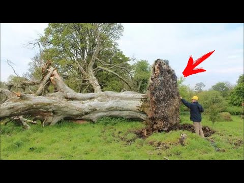 Шторм повалил 200-летнее дерево. То, что обнаружили под его корнями, повергло всех в ужас!
