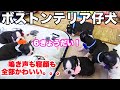 ボストンテリア 仔犬６きょうだい❤️小さくて可愛い🧡鳴き声も寝顔も💕